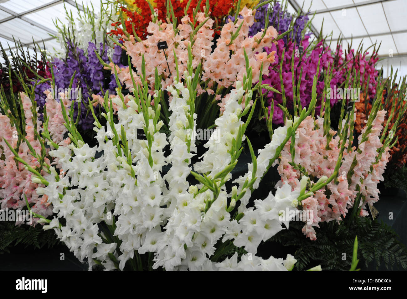 Blumenpracht im RHS Tatton Park Flower show Knutsford Cheshire Stockfoto