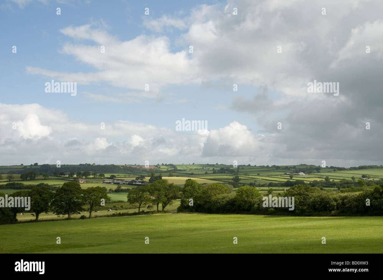 Blick auf den üppigen grünen Feldern bei St.Clears Carmarthenshire mit blauem Himmel und Wolken Stockfoto