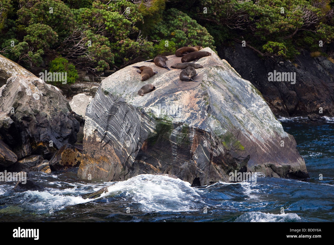 Dichtungen am Milford Sound Südinsel Neuseeland Stockfoto