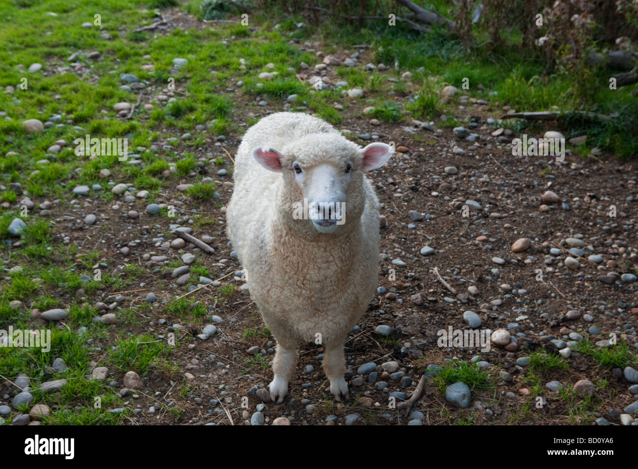 Schafe im Süden Catlins Insel Neuseeland Stockfoto