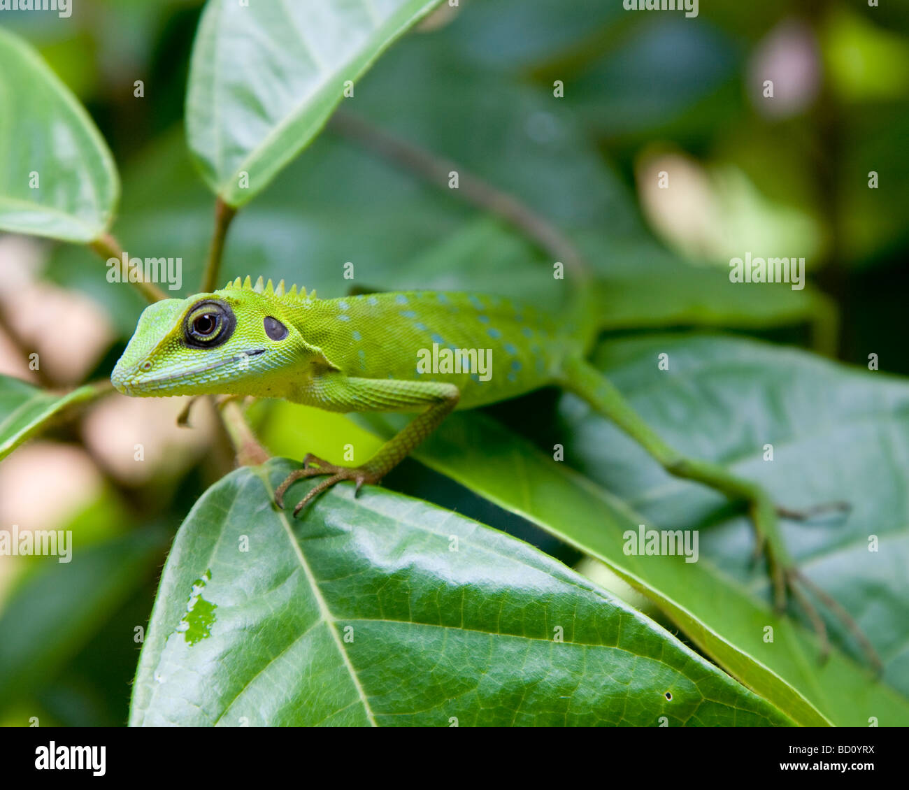 Smaragdeidechse Bronchocela Christatella, Pulau Perhentian Kecil, Malaysia Stockfoto