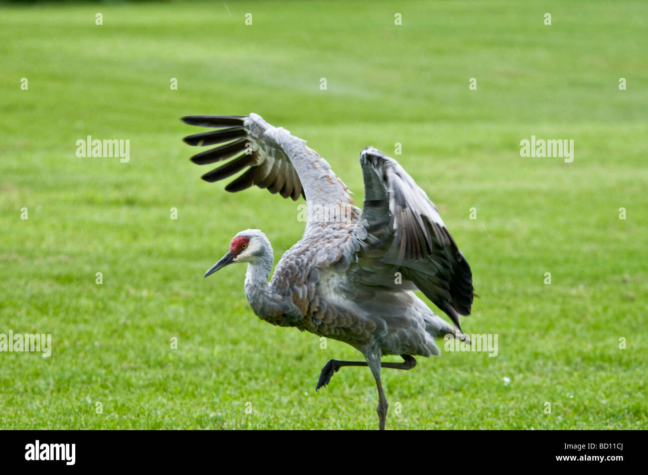 Geringerem Sandhill Kran, Flügel ausbreiten, Grus Canadensis Canadensis, Homer, Alaska, USA Stockfoto