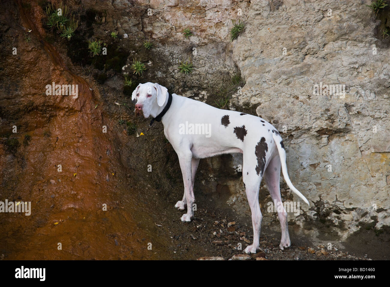 Deutsche Dogge Albino, erkunden. Stockfoto