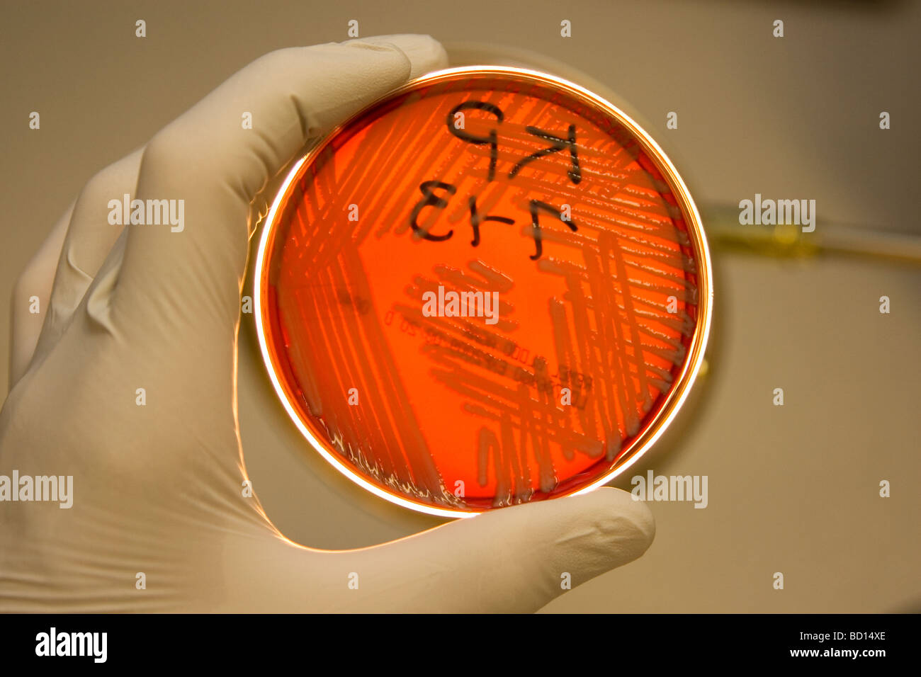 Mikrobiologe hält eine Petrischale growimg Bakterien, Klebsiella pneumoniae. Stockfoto
