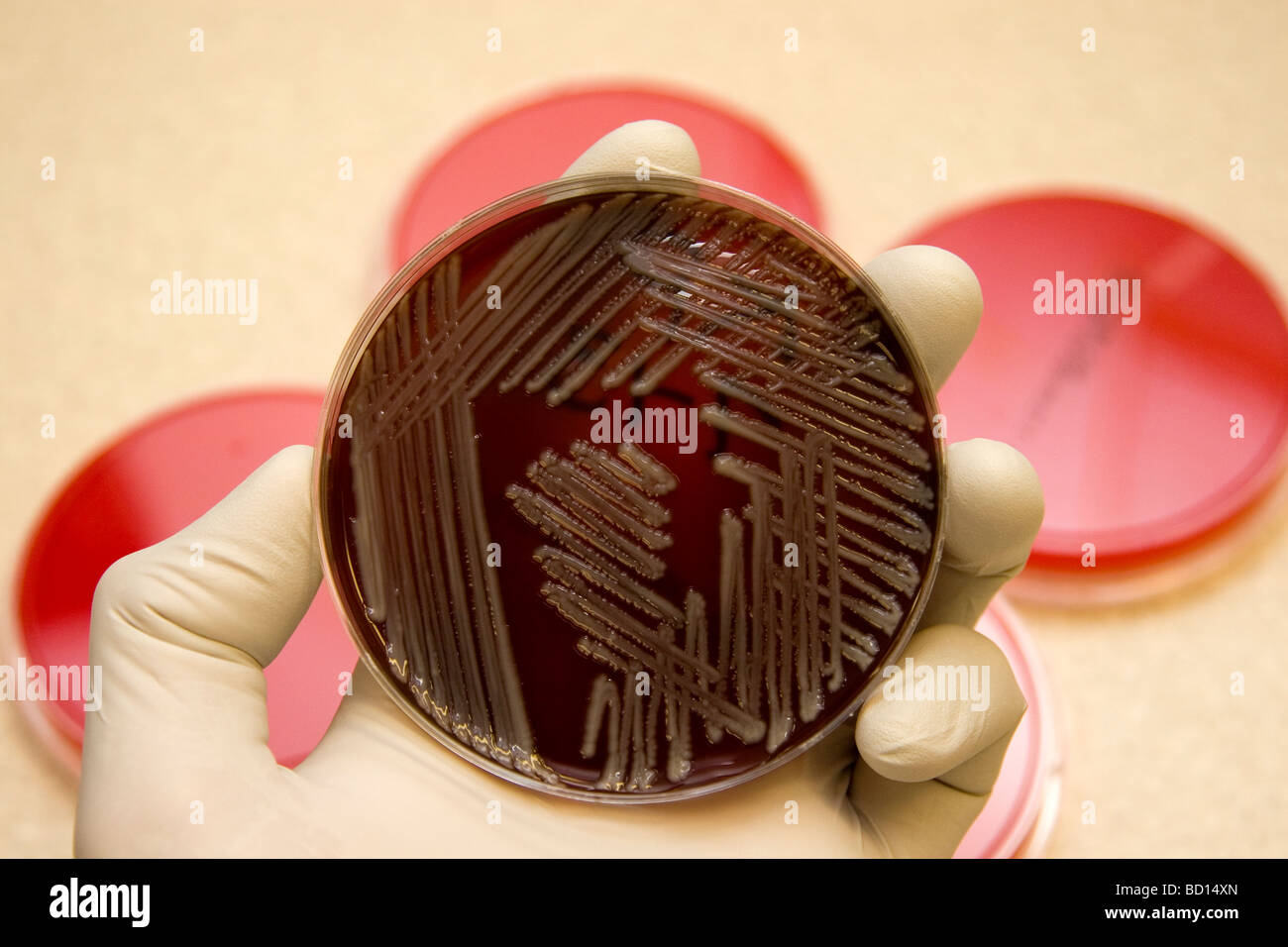 Mikrobiologe hält eine Petrischale growimg Bakterien, Klebsiella pneumoniae. Stockfoto