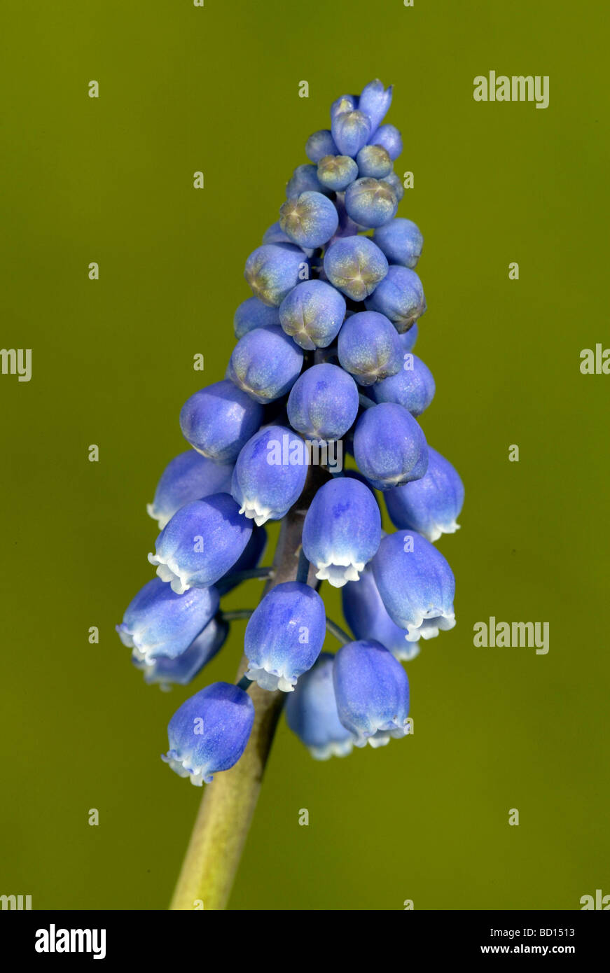 Grape Hyacinth (Muscari Latifolium) Stockfoto