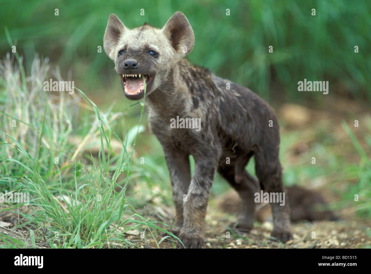 Hyena spotted hyena crocuta crocuta hyaene hyaenen hyenas Fotos und