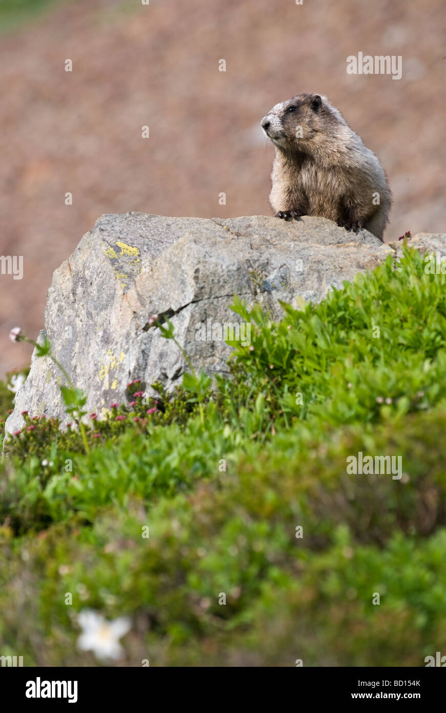 Hoary Marmot durchsucht für Lebensmittel Pinnacle Sattel am Wegesrand in Mt. Rainier Nationalpark. Stockfoto