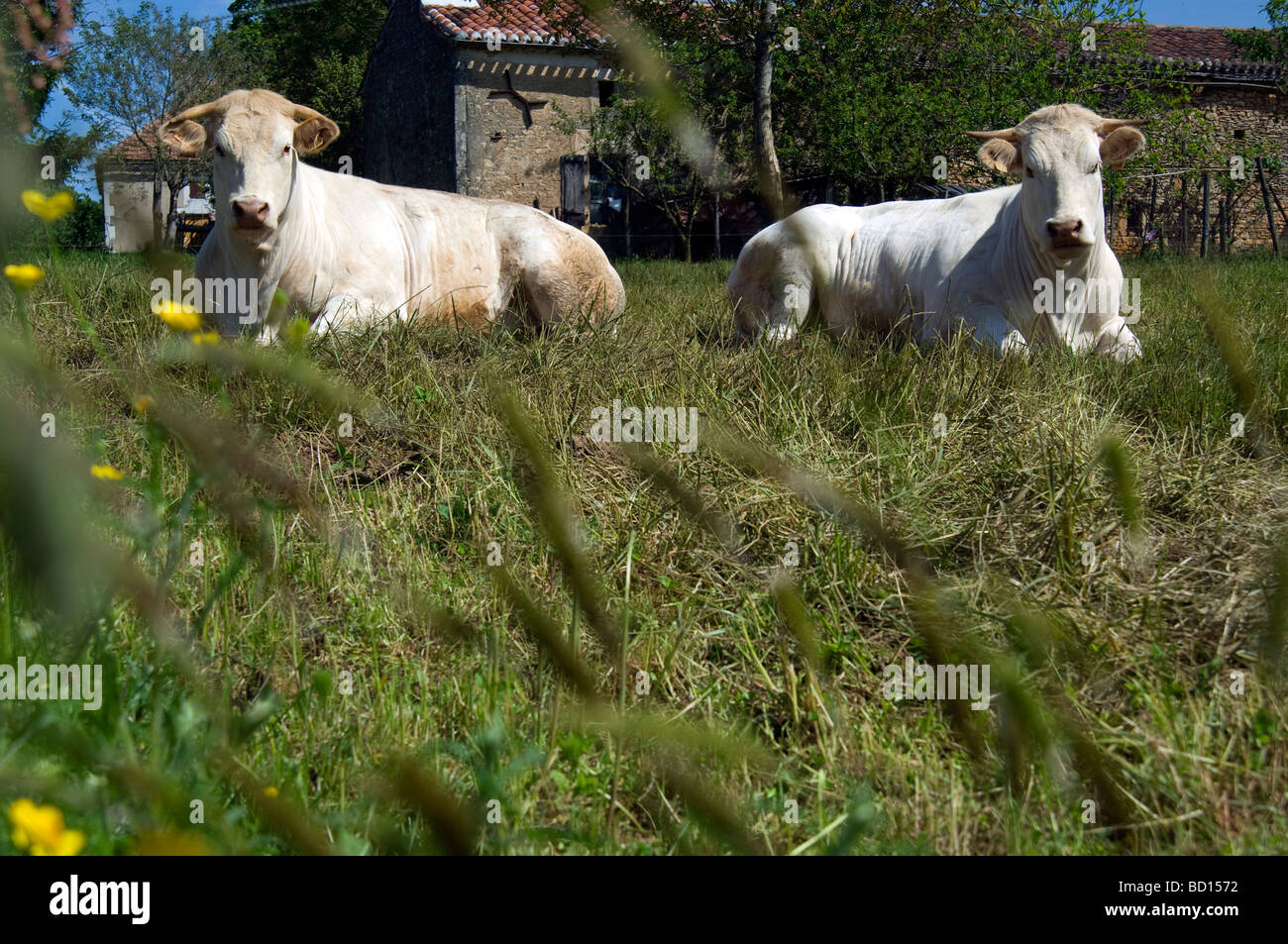 Kühe auf der Weide ruht Stockfoto