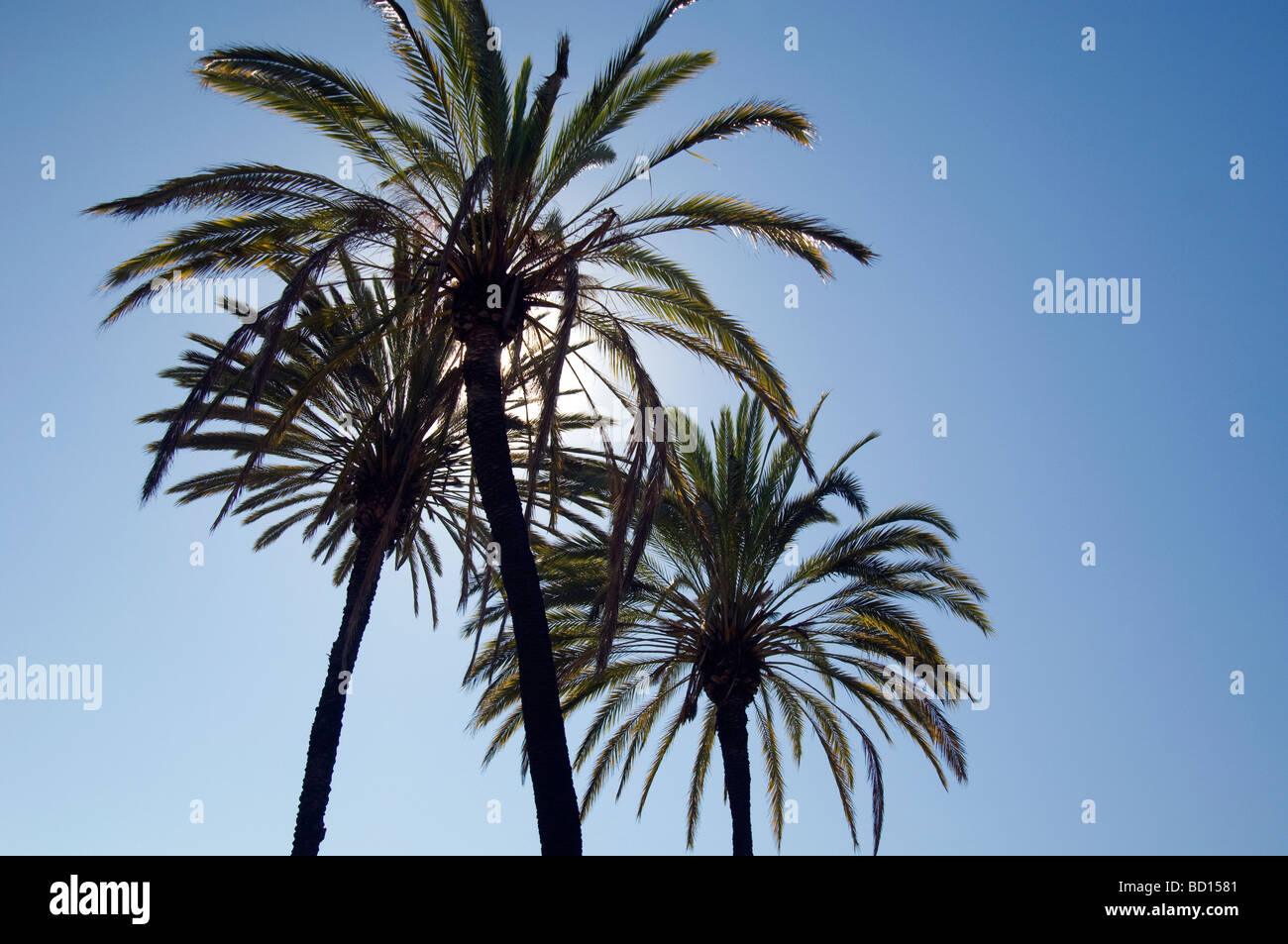 Palmen und blauer Himmel Stockfoto
