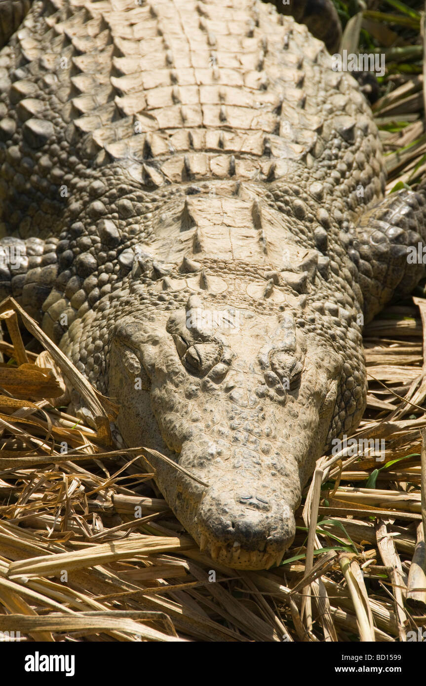 Nil-Krokodil aus nächster Nähe in Madagaskar Stockfoto