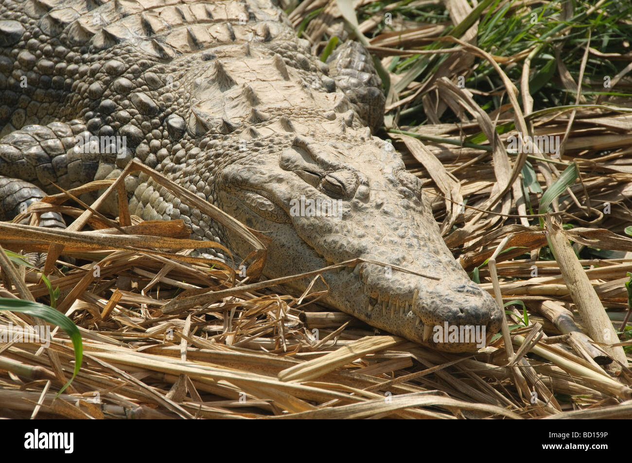 Nil-Krokodil aus nächster Nähe in Madagaskar Stockfoto