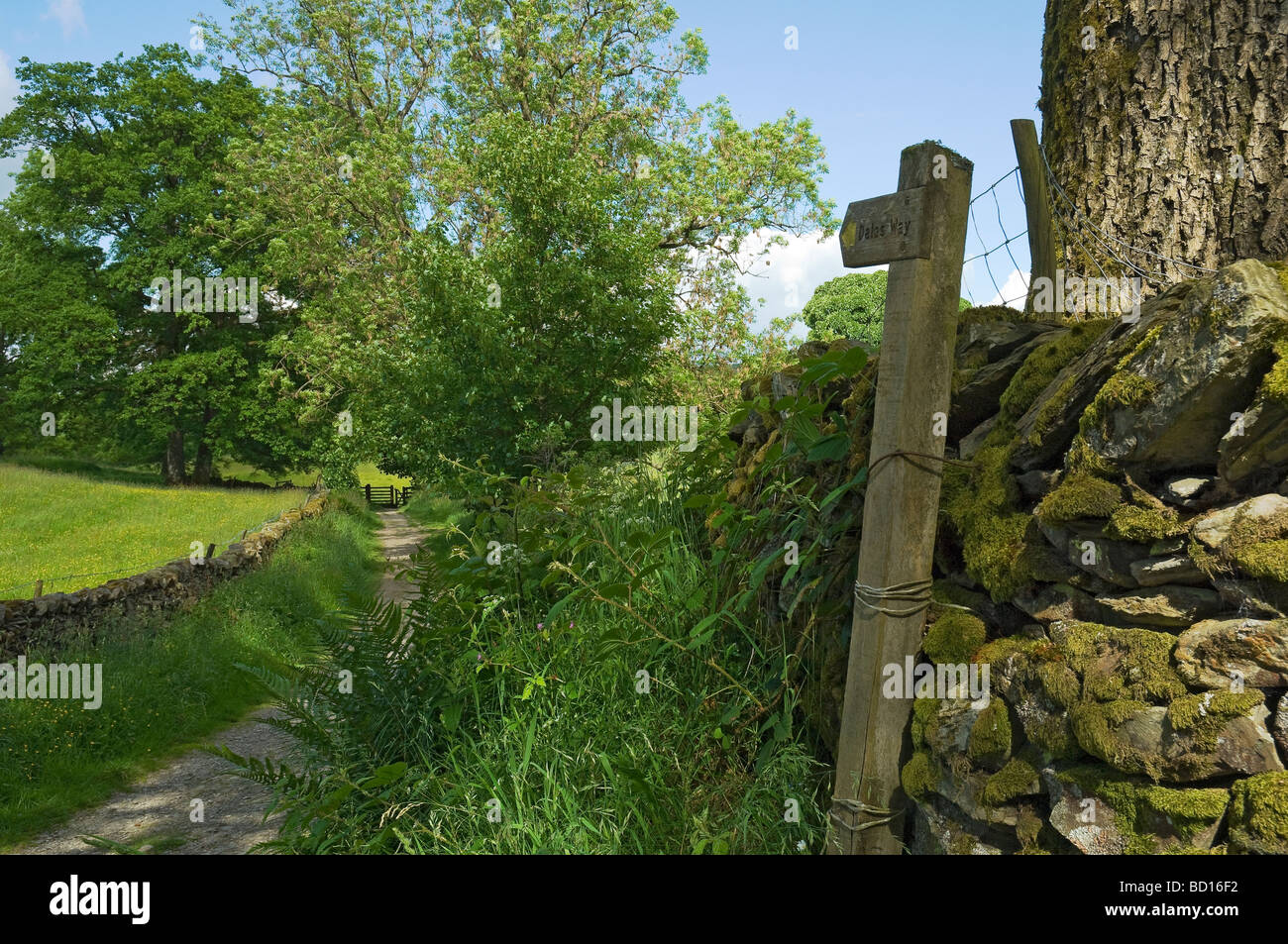 Holzschild für den Dales Way Fußweg nach unten Spur Im Sommer Cumbria Lake District National Park England Vereinigtes Königreich Großbritannien GB Großbritannien Stockfoto