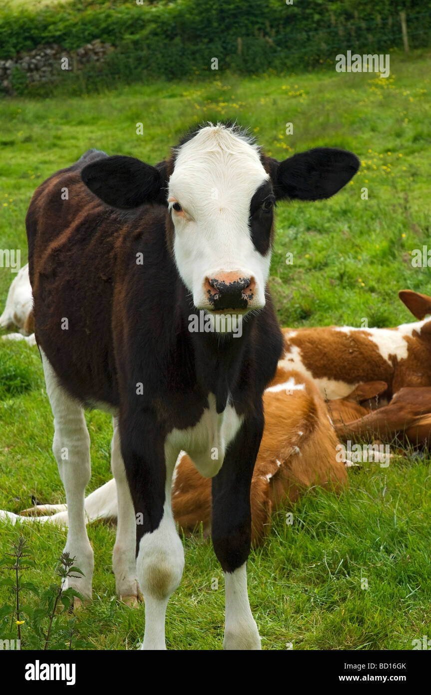 Nahaufnahme von jungen Rindern Kuhkühen auf einem Feld Im Sommer England GB Vereinigtes Königreich GB Großbritannien Stockfoto