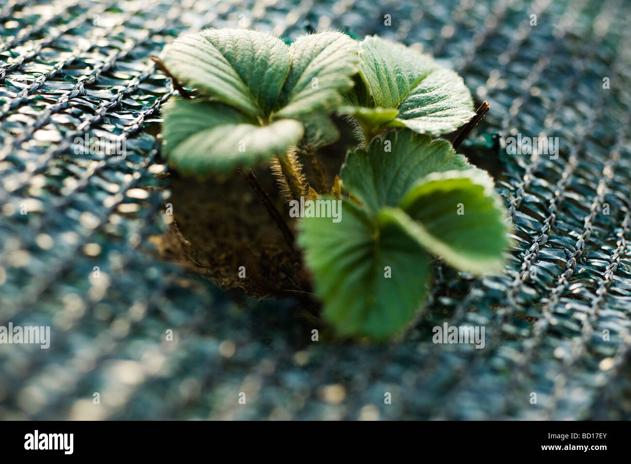 Erdbeere Pflanze wächst im Garten Stockfoto