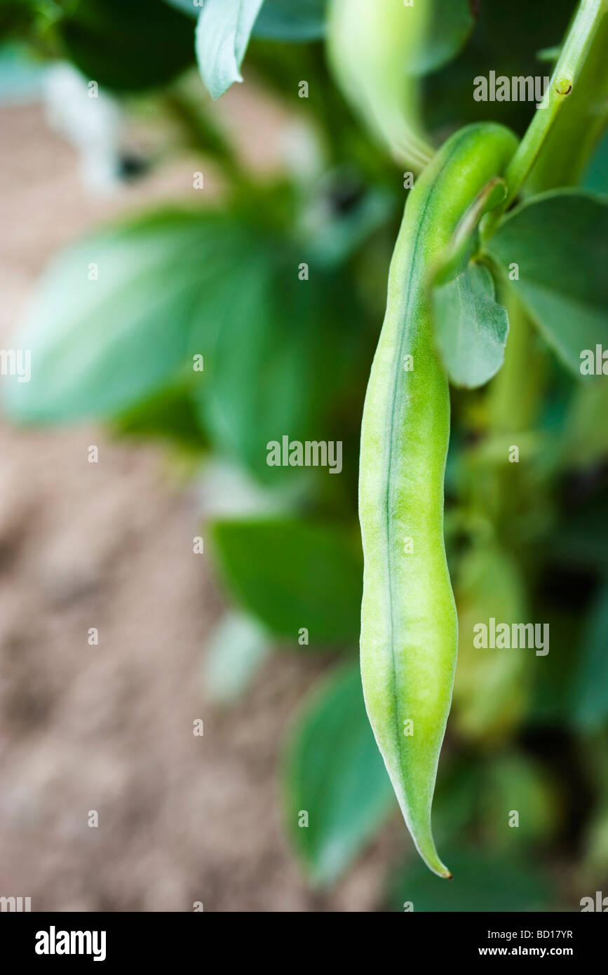 Dicke Bohnen wachsen im Gemüsegarten, Nahaufnahme Stockfoto