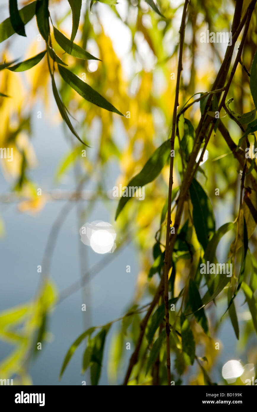 Weidenruten, close-up Stockfoto