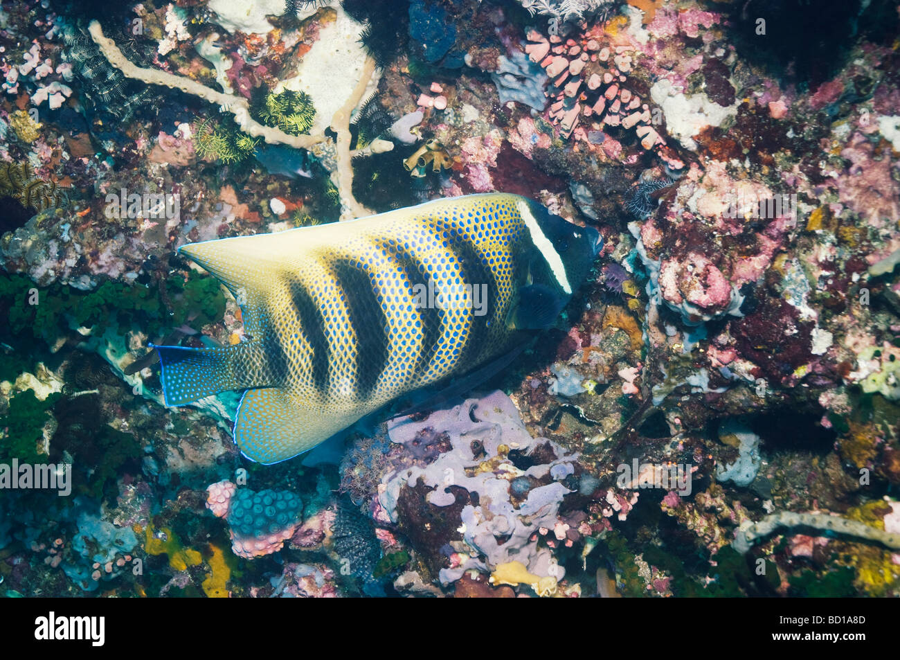 Sechs gebändert Kaiserfisch-Pomacanthus Sexstriatus schwimmen vorbei Koralle Wand Rinca Indonesien Stockfoto