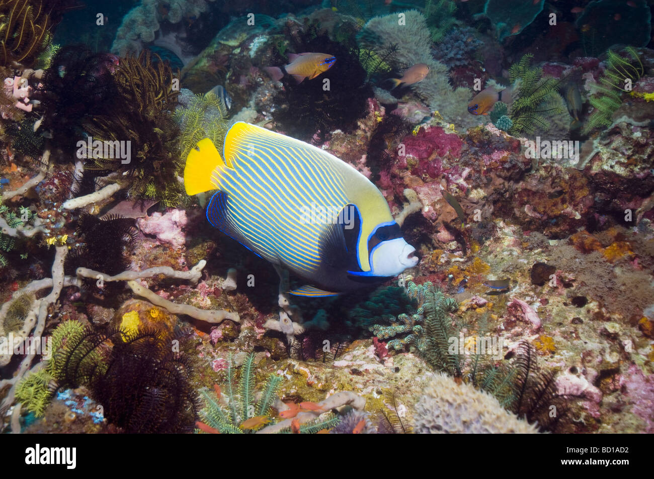 Kaiser-Kaiserfisch-Pomacanthus Imperator schwimmen über Korallenriff Rinca Indonesien Stockfoto