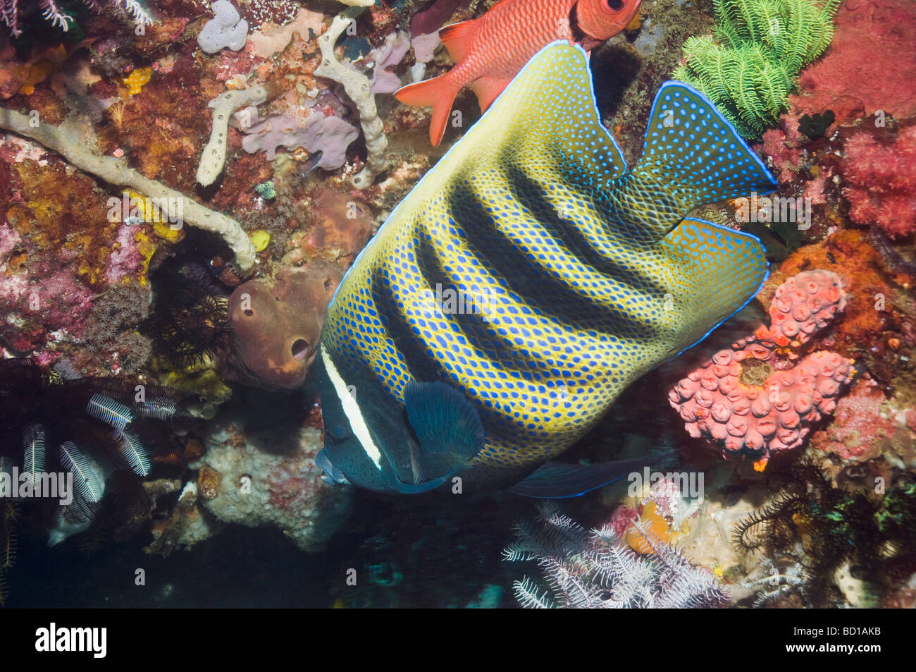 Sechs gebändert Kaiserfisch-Pomacanthus Sexstriatus schwimmen vorbei Koralle Wand Rinca Indonesien Stockfoto