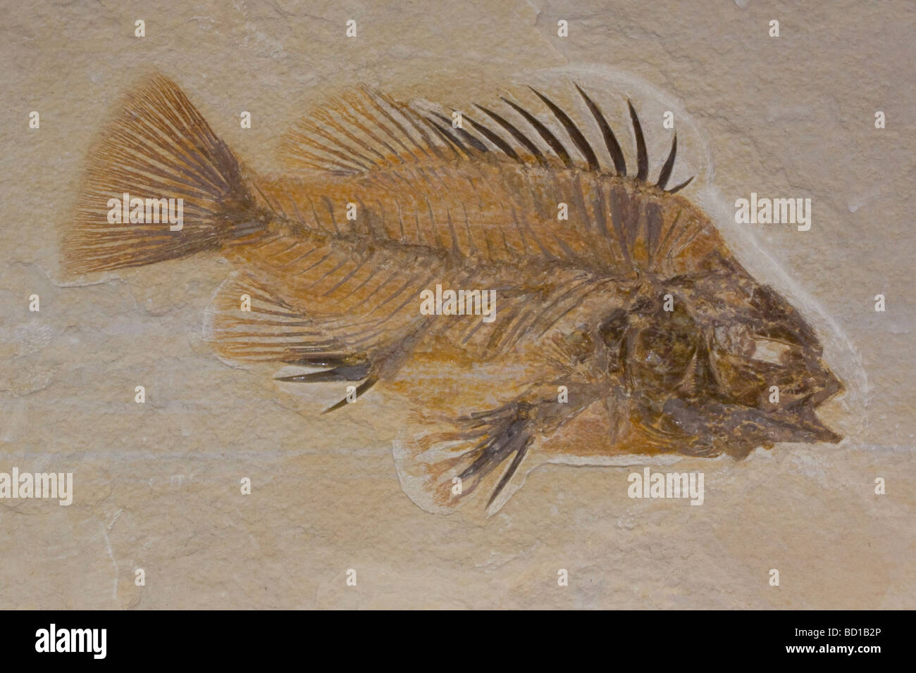 Fossile Fische Stockfoto