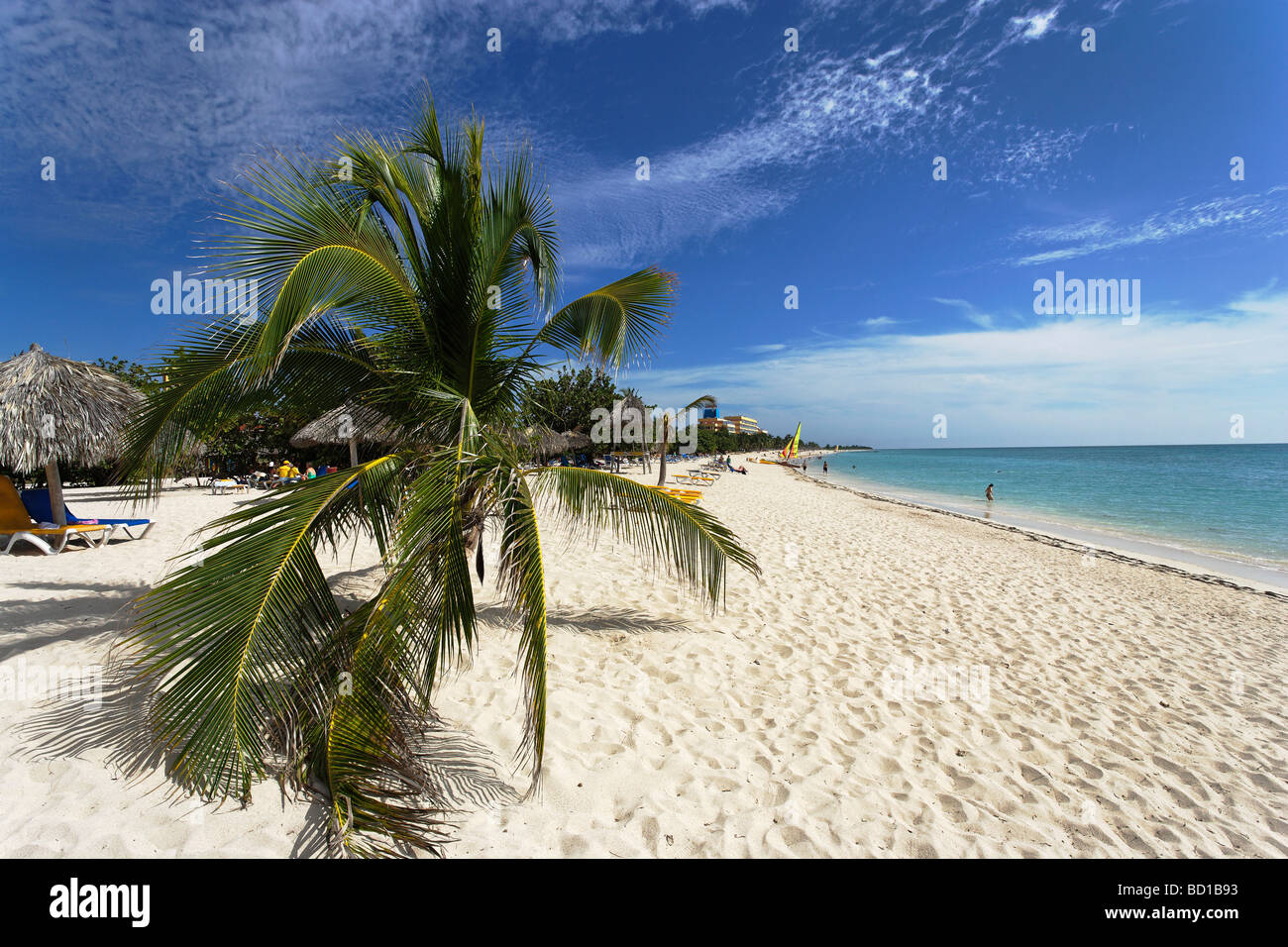 Palme am Playa Ancon Trinidad Sancti Spiritus Kuba West Indies Stockfoto