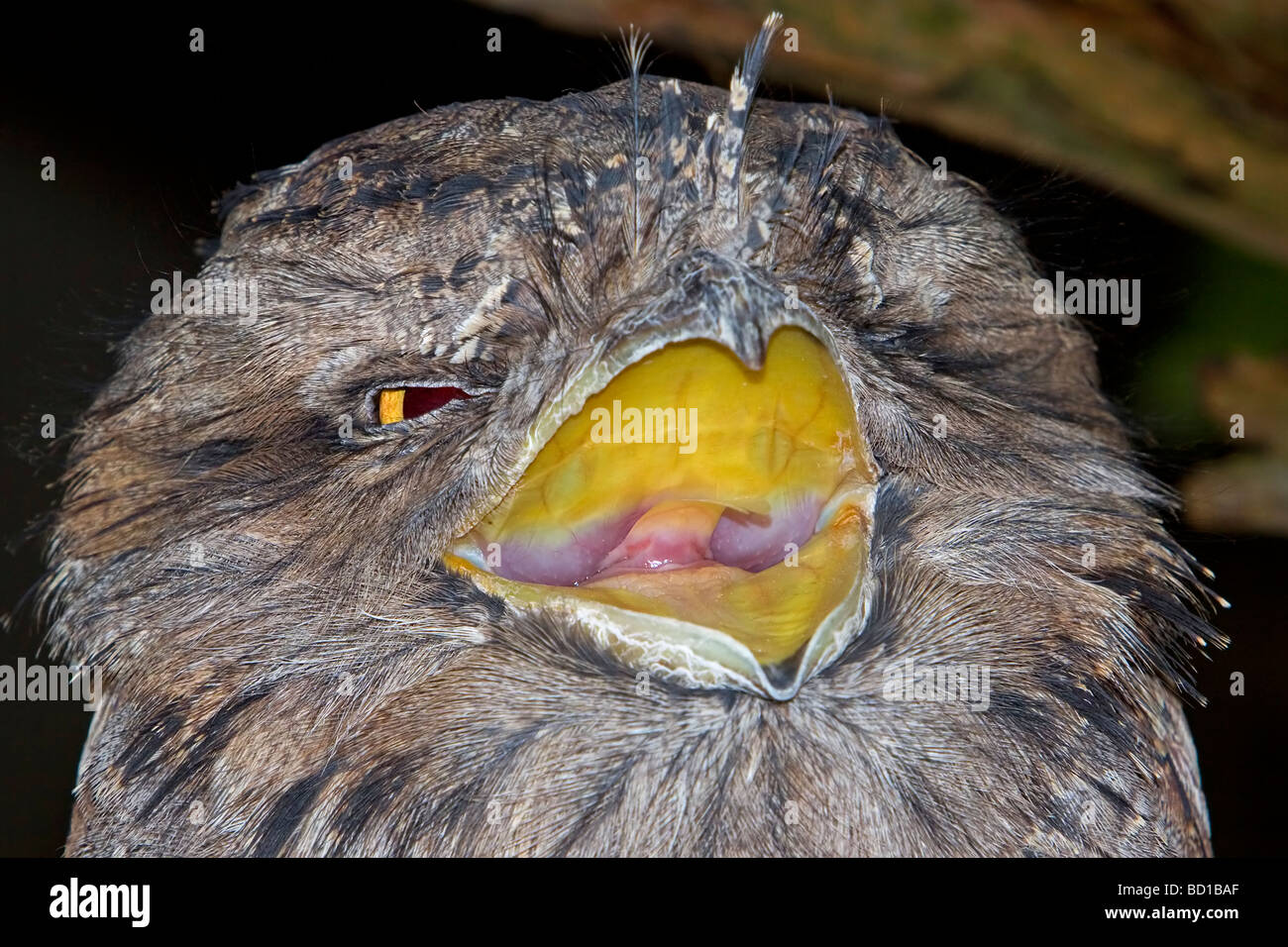 Tawny Frogmouth ein Strigoides Gähnen australischen Vogel Stockfoto