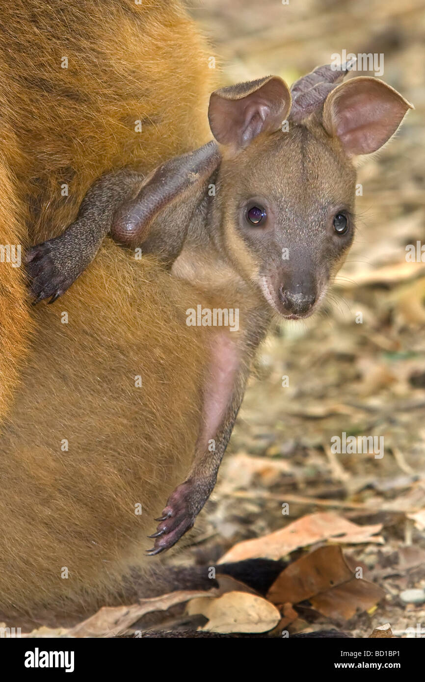 Red Kangaroo Joey im Beutel Kängurus Baby Macropus rufus Stockfoto