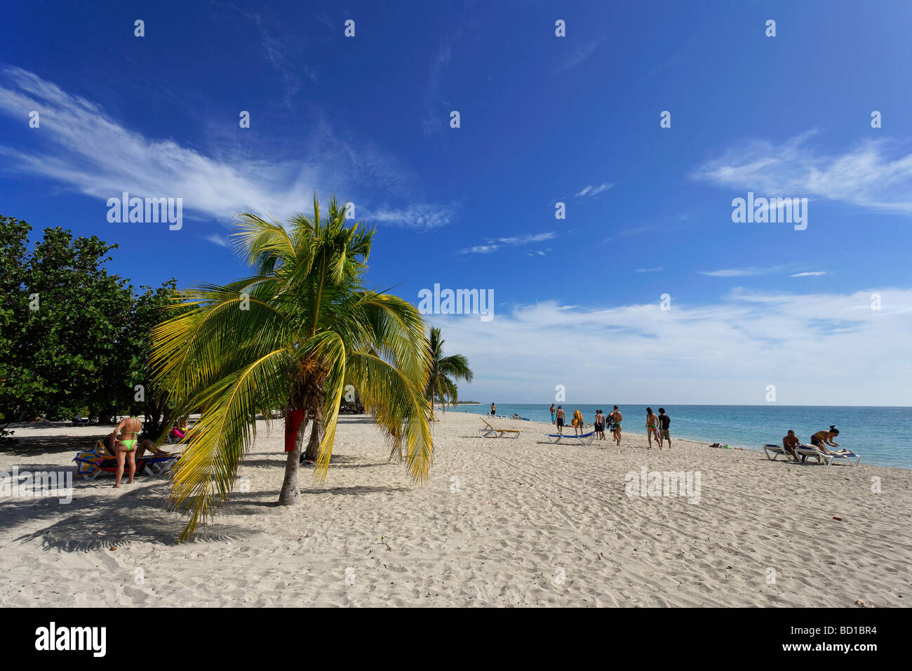 Palme am Playa Ancon, Trinidad, Sancti Spíritus, Kuba, Westindische Inseln Stockfoto