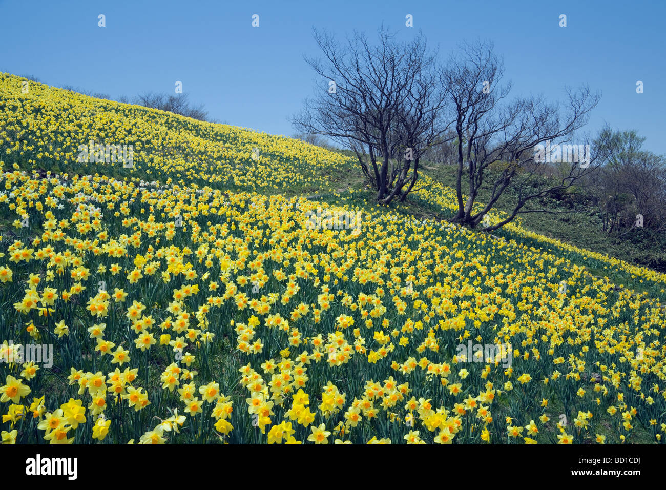 Bereich der gelben Narzissen Stockfoto