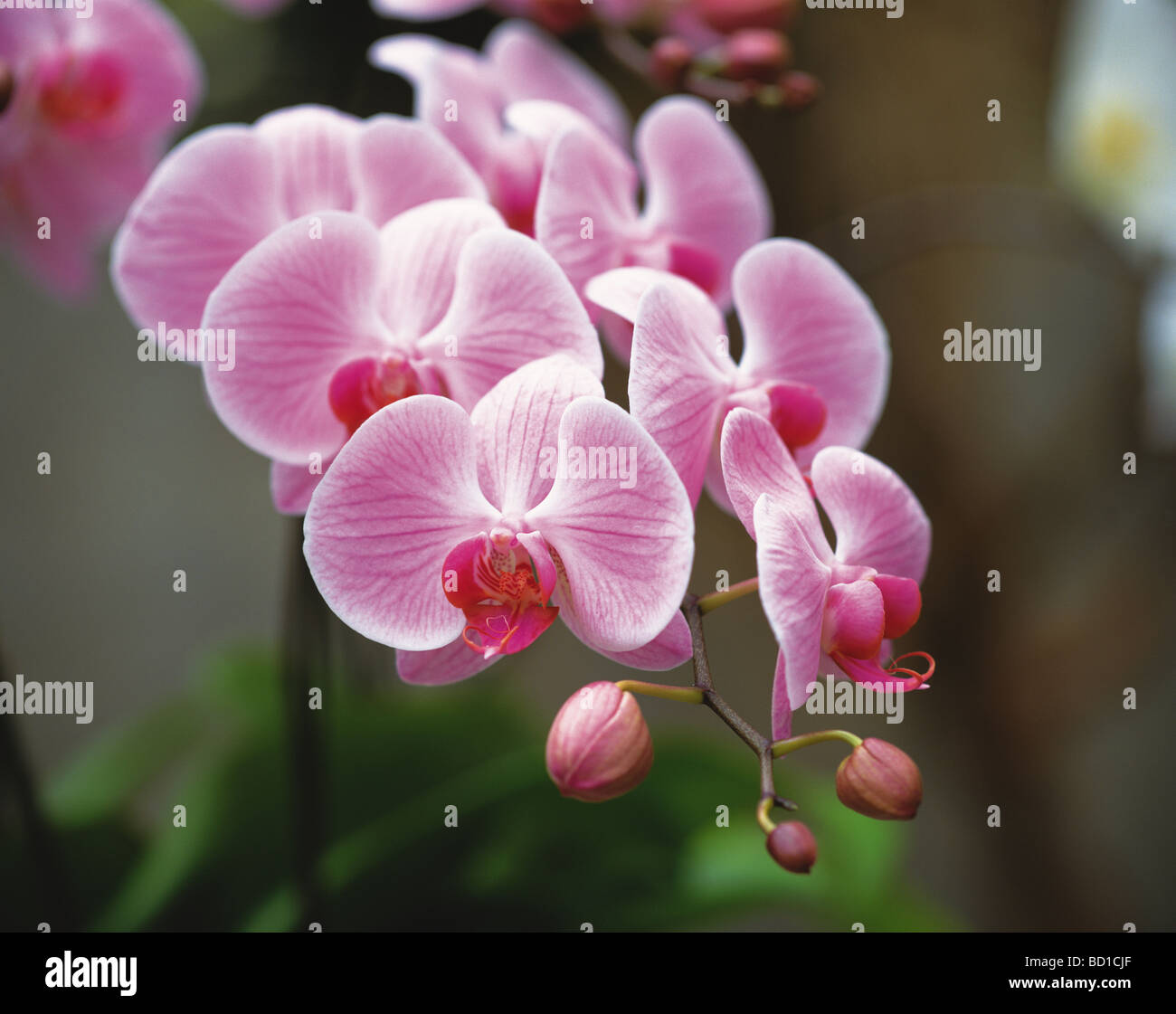 Orchideen Stockfoto