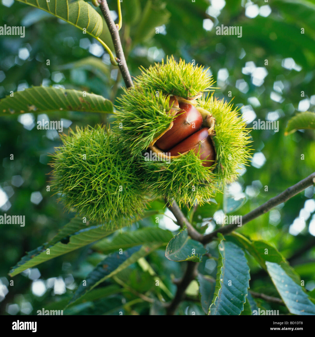 Kastanie Stockfoto