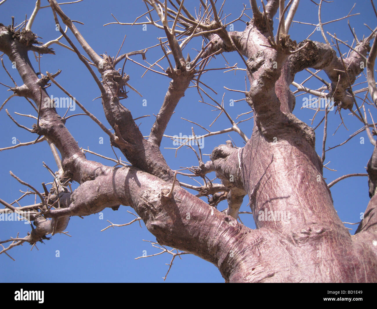 BAOBAB-Baum (Affenbrotbäume Digitata) im Senegal nahe der Nordgrenze ihres Verbreitungsgebietes Stockfoto