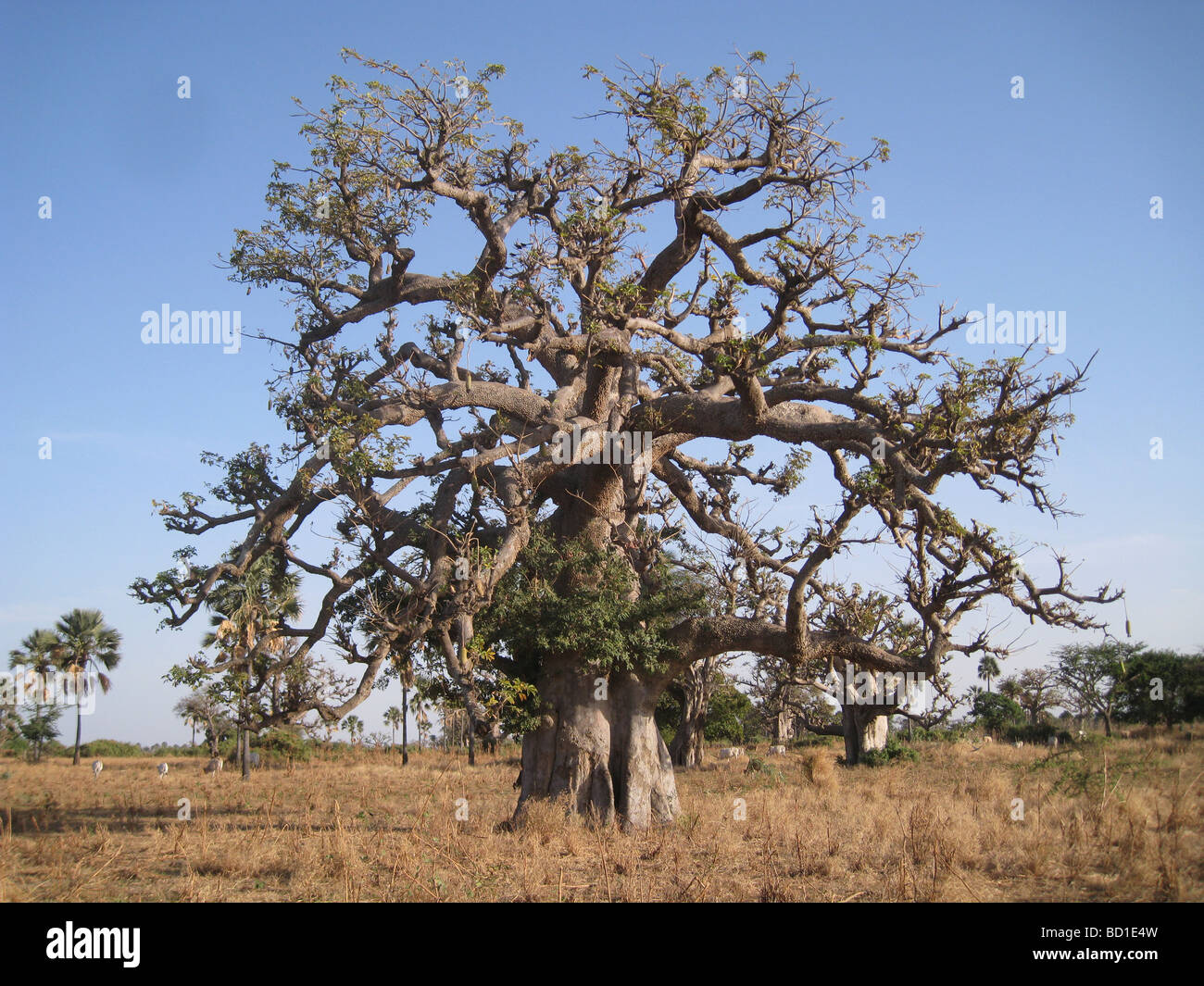 BAOBAB-Baum (Affenbrotbäume Digitata) nahe der Küste im Senegal auf die nördliche Grenze ihres Verbreitungsgebietes Stockfoto