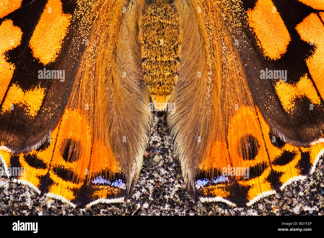 Distelfalter Schmetterling Vanessa cardui Stockfoto