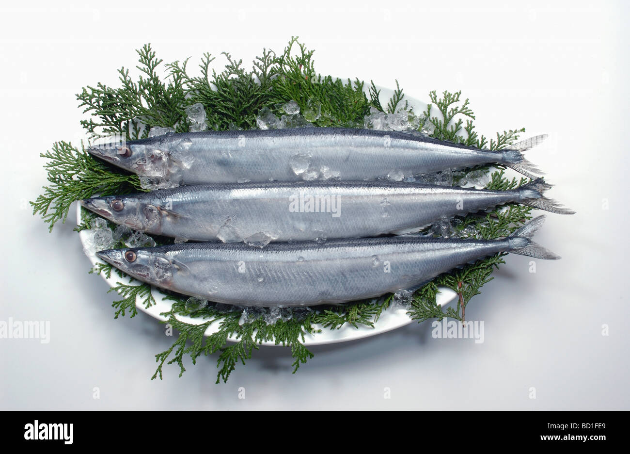 Drei pazifischen Makrelenhechte weißer Hintergrund Stockfoto