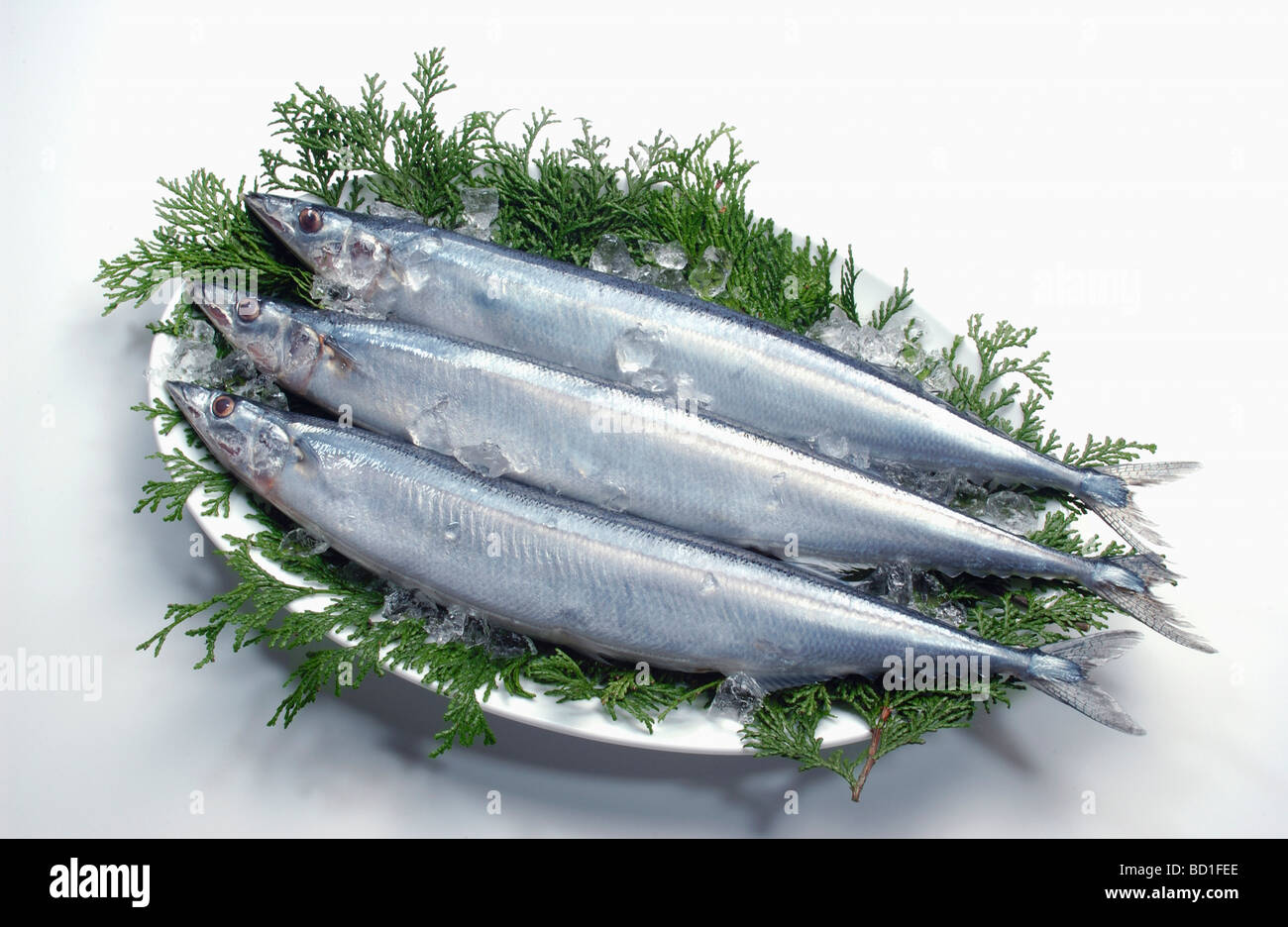 Drei pazifischen Makrelenhechte weißer Hintergrund Stockfoto