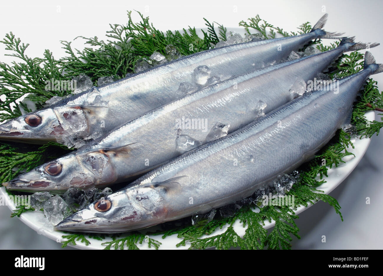 Drei pazifischen Makrelenhechte schließen auf weißem Hintergrund Stockfoto