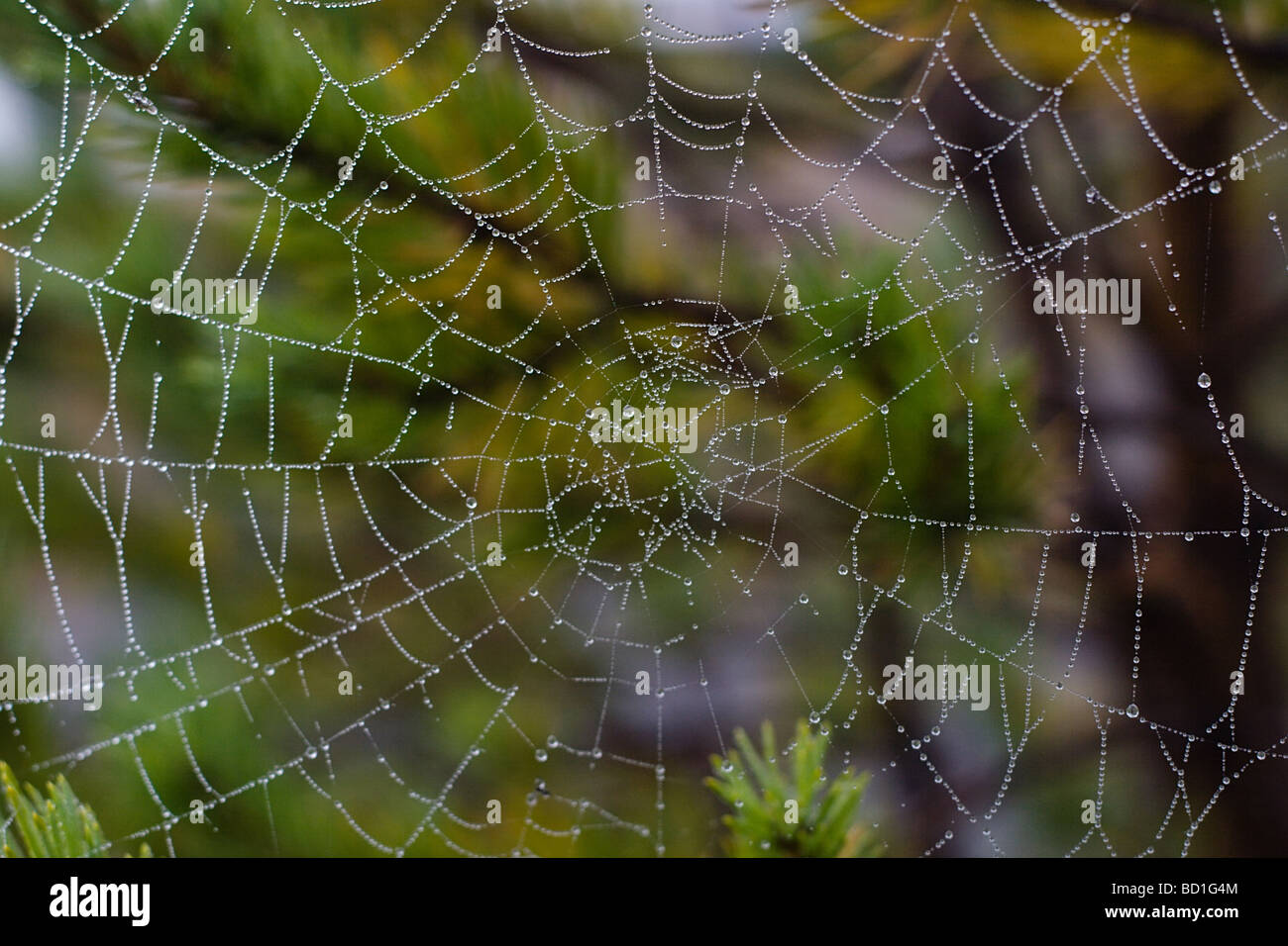Wassertropfen auf Spinnennetz am frühen Morgen Makro Stockfoto