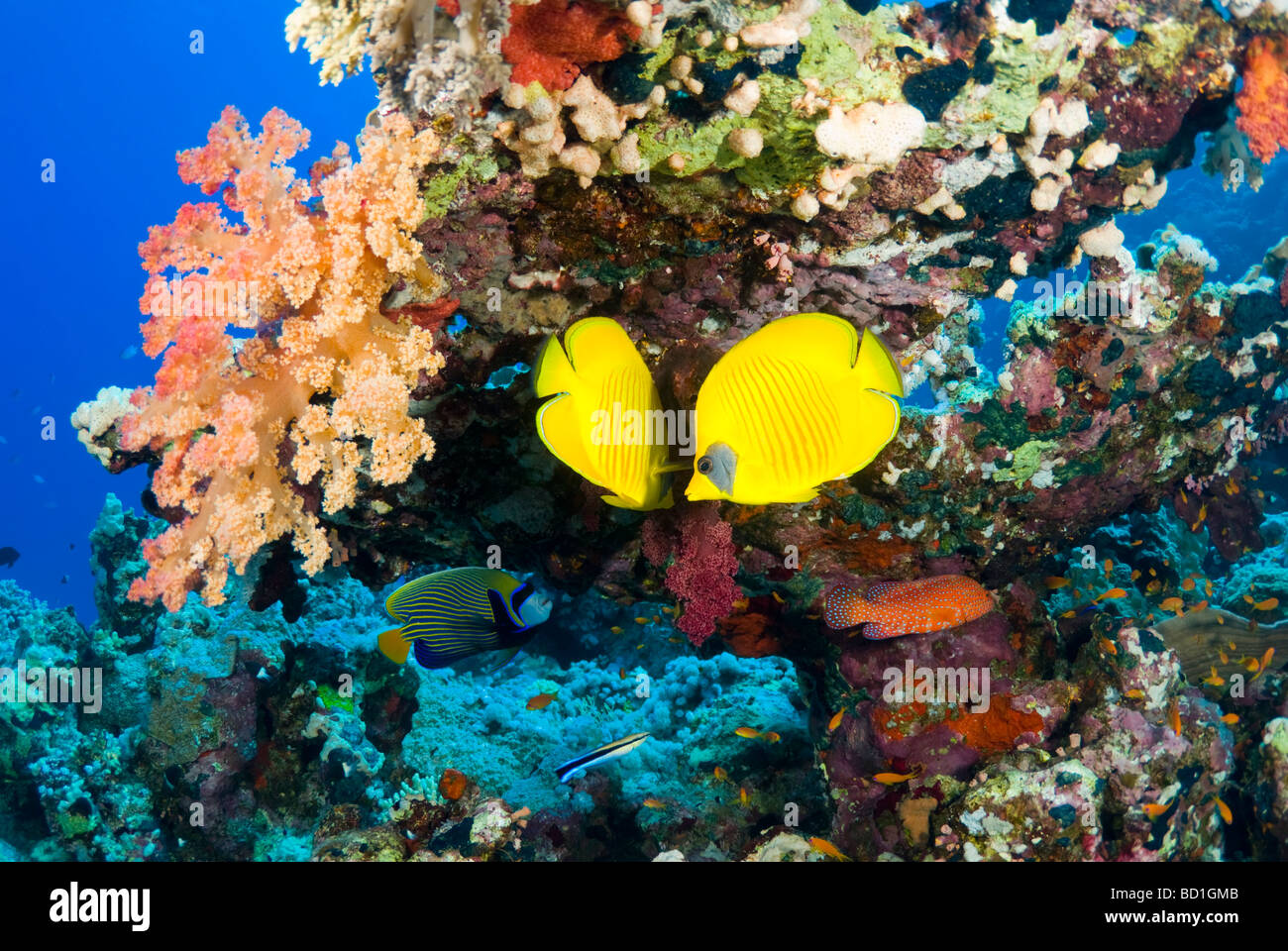 Maskierte Falterfische im Schatten verstecken. Abu Kifan, Safaga, Rotes Meer. Stockfoto