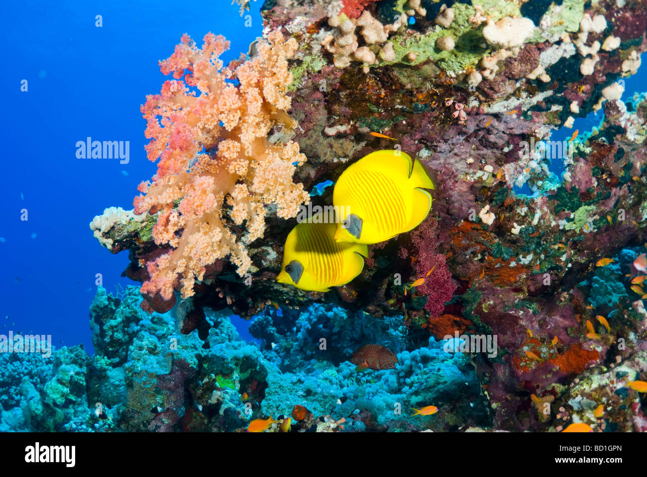 Maskierte Falterfische im Schatten verstecken. Abu Kifan, Safaga, Rotes Meer. Stockfoto
