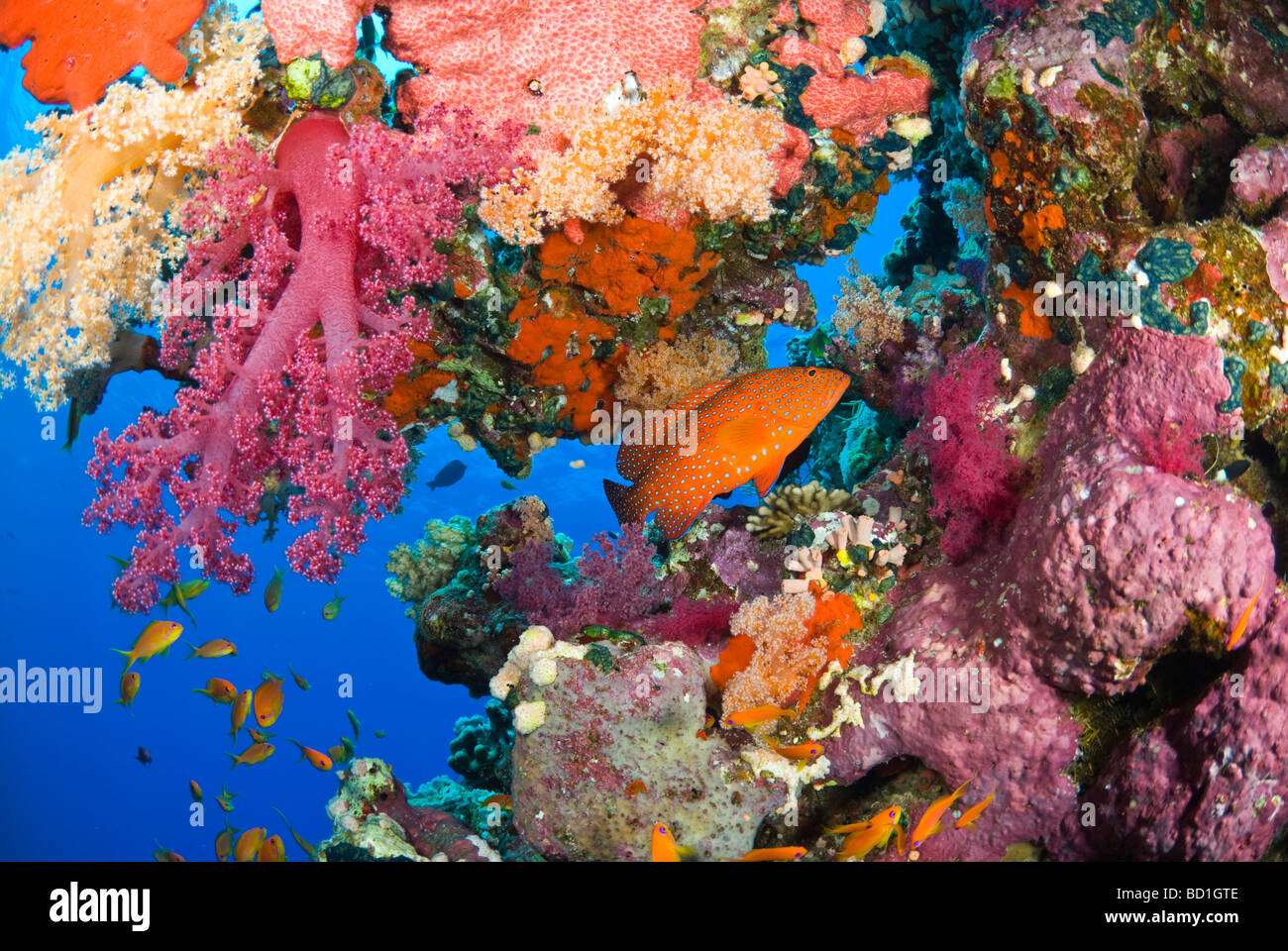Bunte Korallenriff Szene mit lila Weichkorallen und verschiedene tropische Fische. Safaga, Rotes Meer Stockfoto