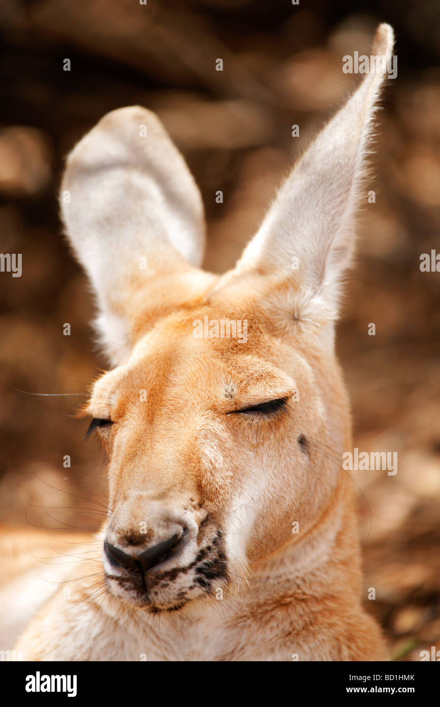 Dösen wild Red Kangaroo Macropus rufus Stockfoto