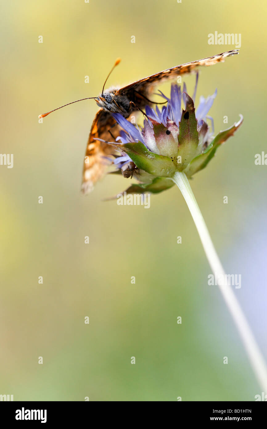 Ein Schmetterling auf einer Blüte im Nationalpark der Cevennen, Frankreich - Makro-Fotografie Stockfoto