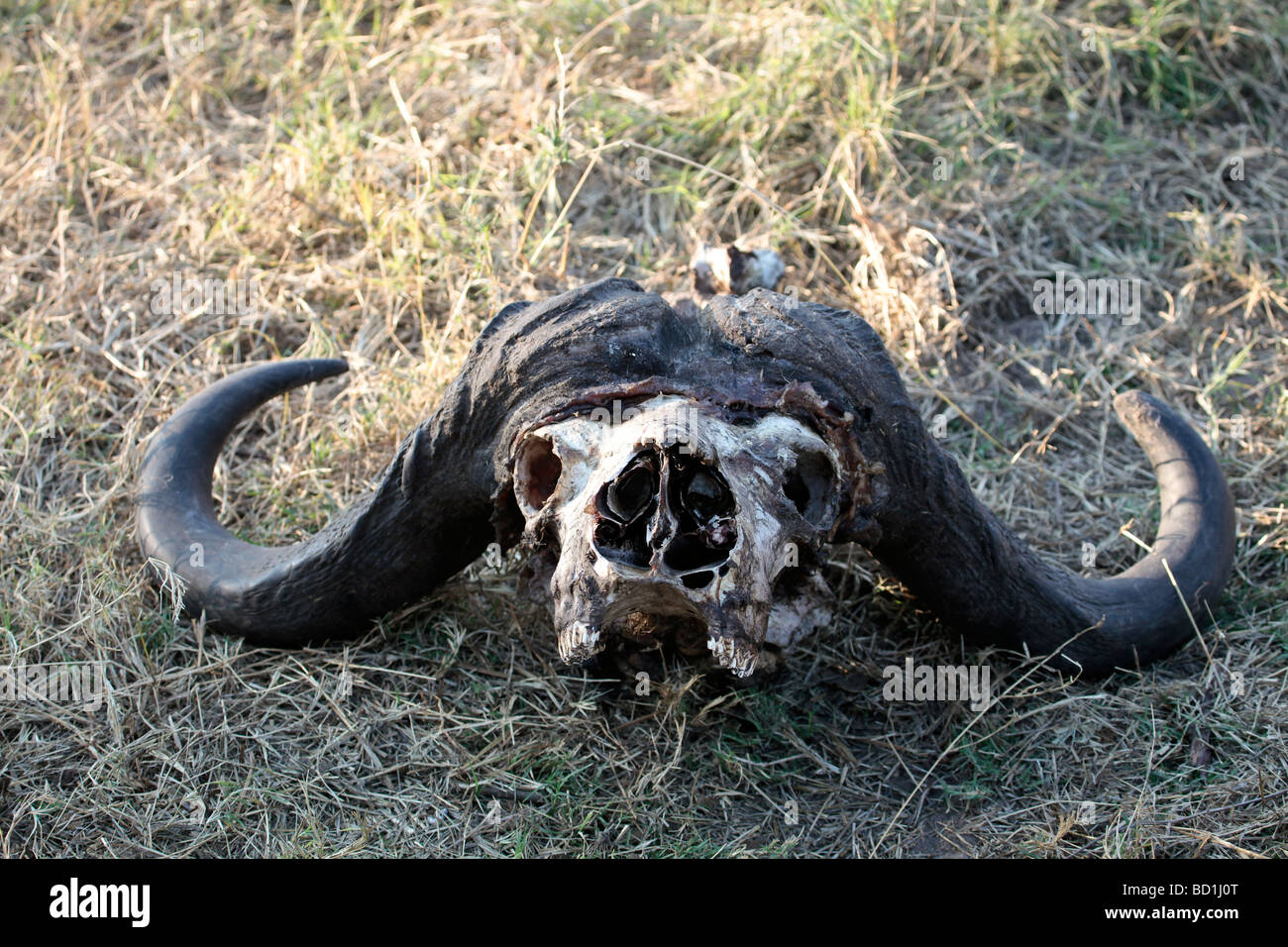 Kaffernbüffel/afrikanische Büffelschädel, Botswana Stockfoto