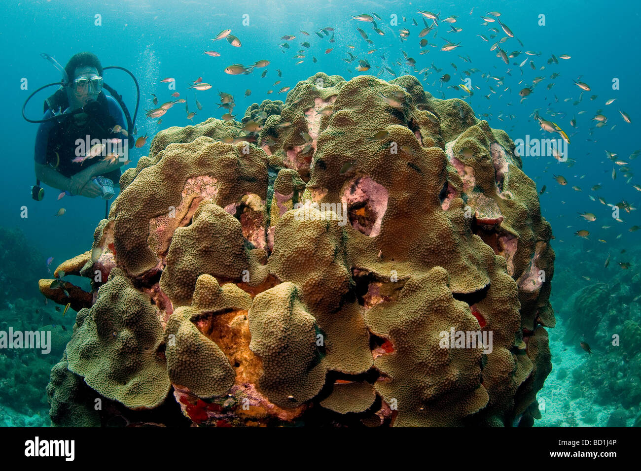 Tauchen am Korallenriff von Watamula in das Meer der Karibik Insel Curacao auf den niederländischen Antillen Stockfoto