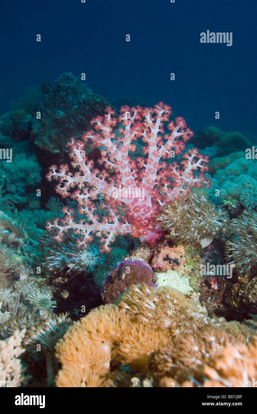 Weiche Korallen Dendronephthya sp Bali Indonesien Stockfoto