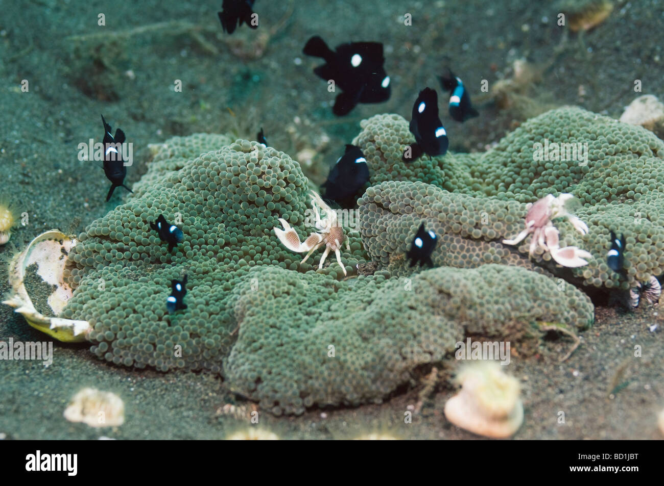 Spotted Porzellan Krabbe Neopetrolisthes Maculata Pair im Schutz einer Anemone Bali Indonesien lebt Stockfoto
