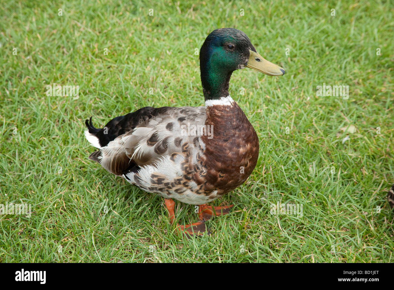 Männliche Stockente Ente (Anas Platyrhynchos) Stoke Gabriel Devon England Stockfoto