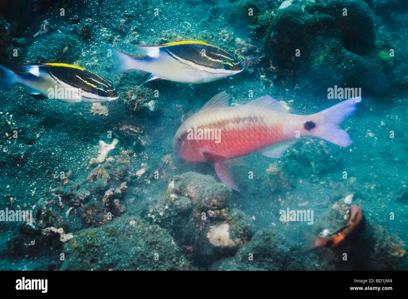 Strich und Punkt Goatfish Parupeneus Barberinus Rodungen in den Sand zum Opfer.  Bali Indonesien Indopazifik Stockfoto